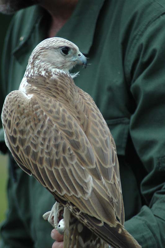 Eagles02_SO1706