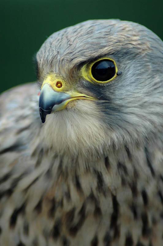 Eagles04_SO1706