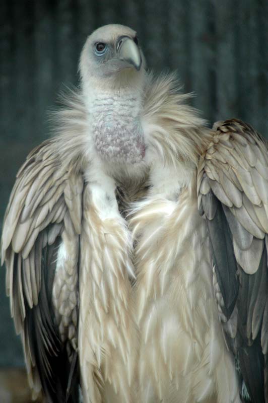 Eagles06_SO1706