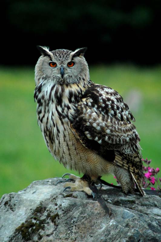 Eagles09_SO1706
