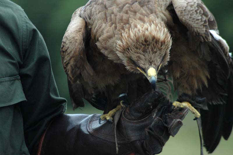 Eagles12_SO1706