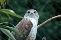Eagles01_SO1706