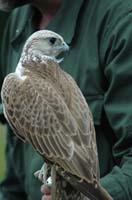 Eagles02_SO1706