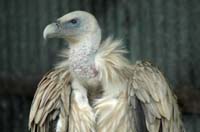 Eagles05_SO1706