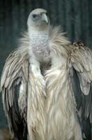 Eagles06_SO1706