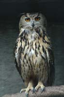 Eagles07_SO1706