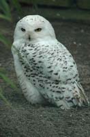 Eagles08_SO1706