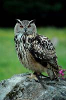 Eagles09_SO1706