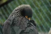Eagles11_SO1706