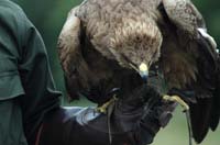 Eagles12_SO1706