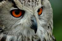 Eagles13_SO1706