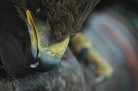 Eagles15_SO1706