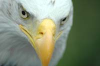 eagles