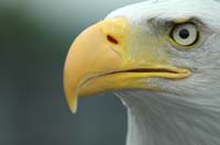 Eagles19_SO1706